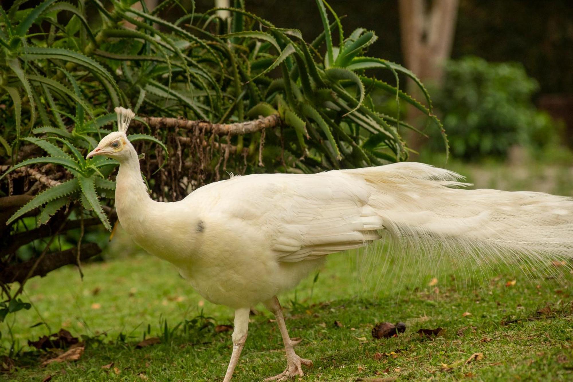 Pousada Chacara Rio Jordao Florianópolis Buitenkant foto